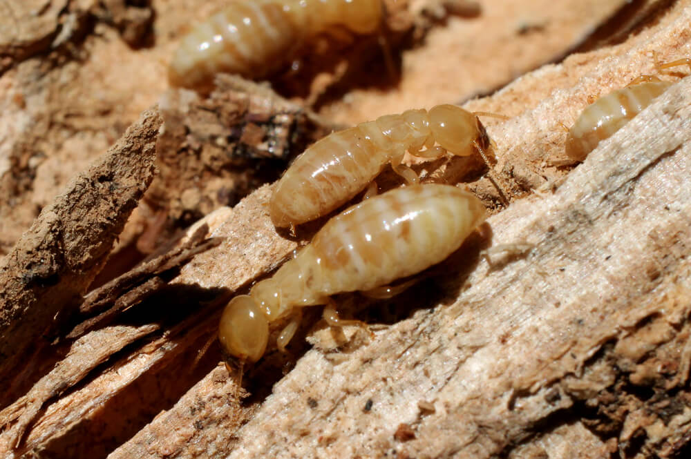 kansas city termites