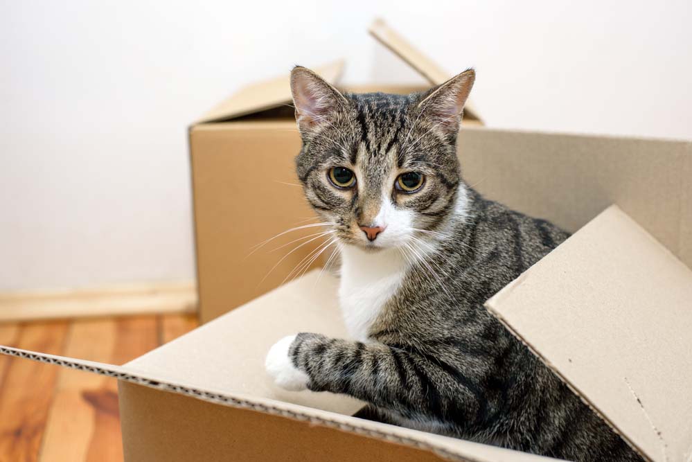 Moving homes with pets