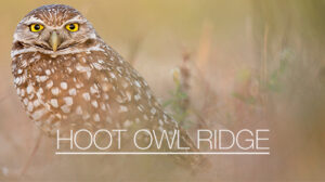 hoot owl ridge